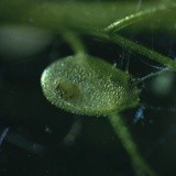 阿里阿德涅呢