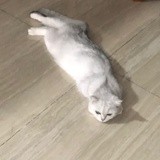 闪闪发光降灵