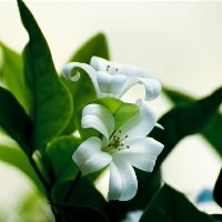 珍珠美人是什么牌子 明星产品有哪些