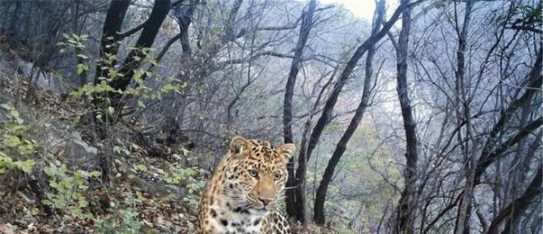 山西吕梁山出现一只金钱豹，遇到几条狗拦路，对峙一阵后逃到树上