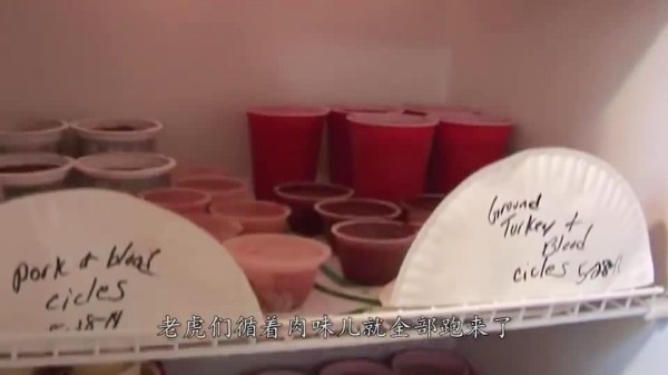 老虎的舌头有多厉害？抱着冰块一舔，一层冰就刮掉了！