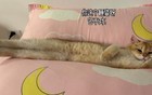 千万不要让猫和人一起睡，不然…小猫真会把自己当个人