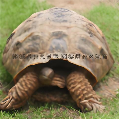 殷桃是什么星座,殷桃属什么生肖
