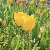 葡萄宝