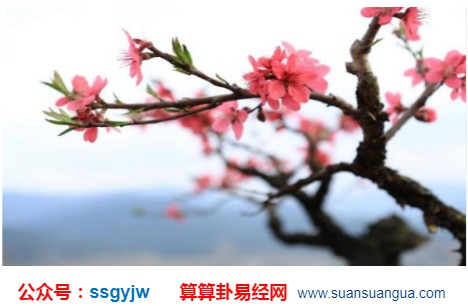 测桃花运