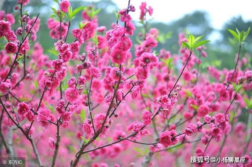 免费生肖桃花运测算，揭秘你的专属爱情运势！