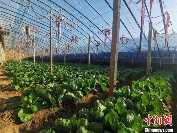 山西省原平市弓家庄村，是当地远近闻名的果蔬种植基地。　高瑞峰 摄