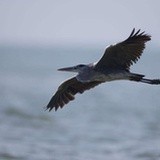 flying