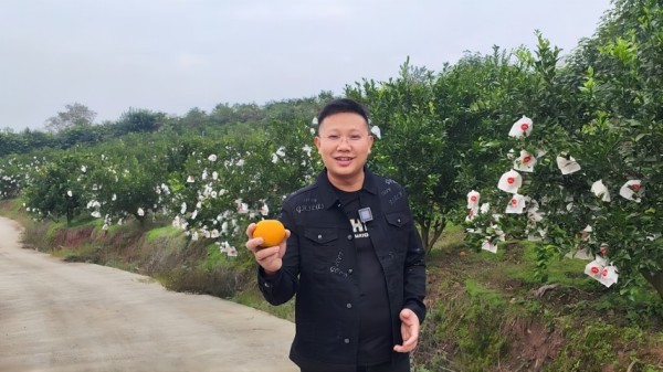 高鹏在凤鸣乡百亩柑橘种植基地拍摄宣传视频。受访者供图