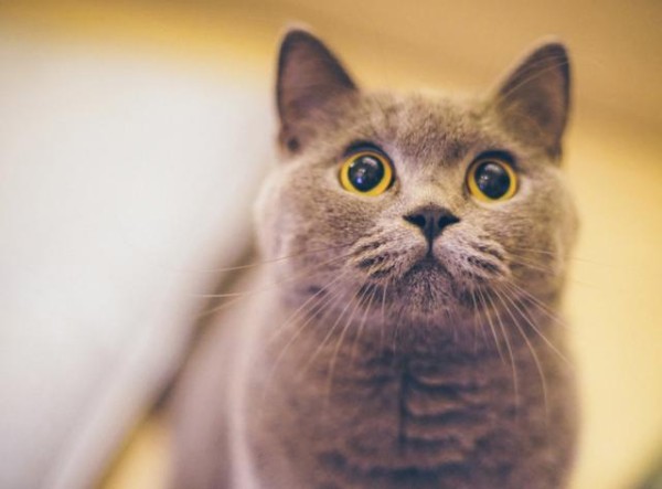 盘点那些爱猫的明星，吴青峰的猫会编曲，而他竟养着9只猫