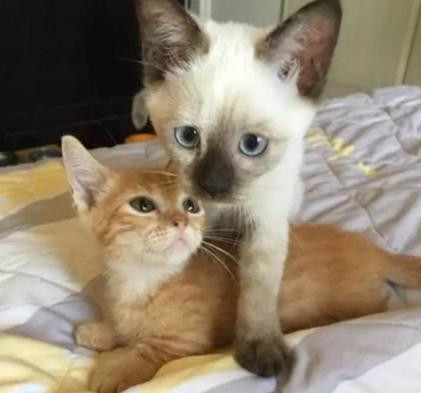 盘点那些爱猫的明星，吴青峰的猫会编曲，而他竟养着9只猫