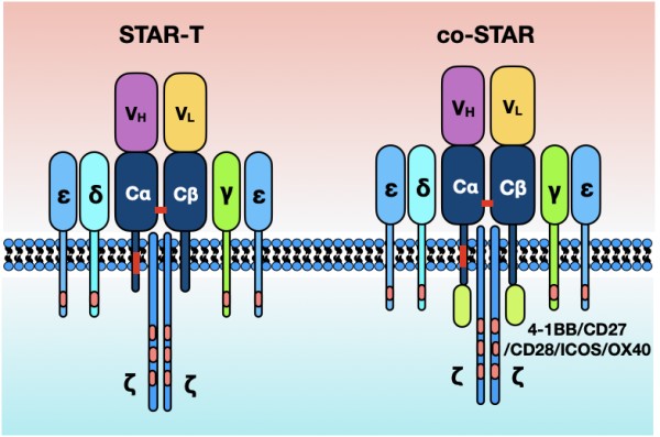 AJH:陆道培团队发表新型CD19靶向STAR-T细胞治疗R/R B-ALL的研究论文