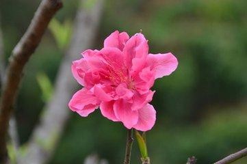 风水学中的桃花与人缘