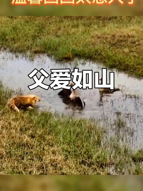 鹅爸爸一个不是普通的父亲角色