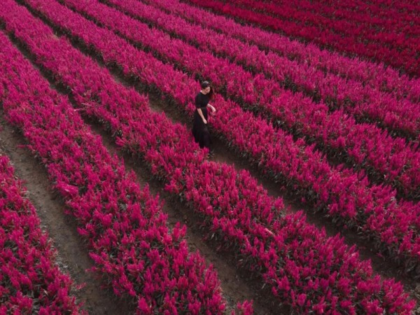 著名的泰国旅游景点清迈梅林县的“I love flower Farm”,引来泰国明星Yaya打卡拍照(图片来源:Yaya官方IG)