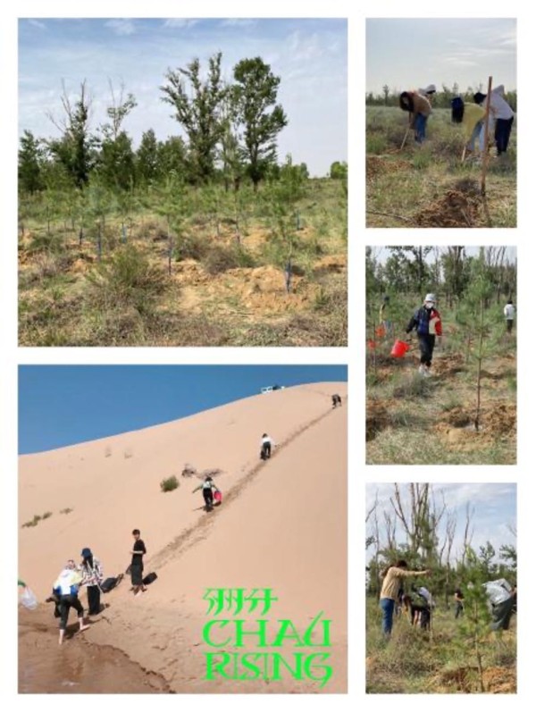 洲升chau•rising深入内蒙古库布齐沙漠种植绿色植被的公益行动