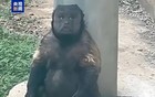 合肥通报：网红方脸猴“大壮”因病死亡