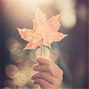 Autumn Leaves秋叶(C调指弹爵士版)