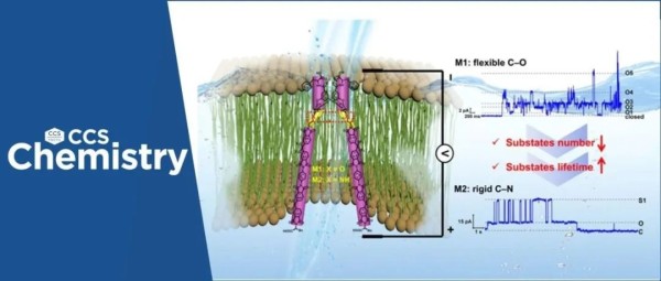 【CCS Chem.】中国科学院化学研究所王德先、王其强研究团队：人工阴离子通道中亚电导行为的调控