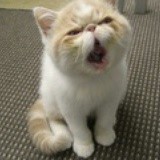 雷猫
