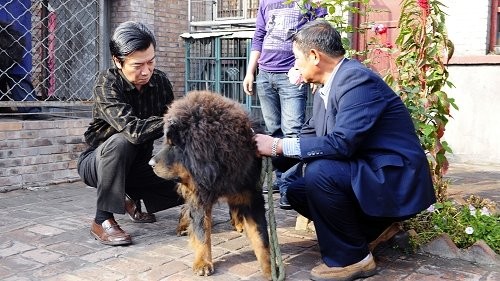 “台湾藏獒之父”著名影视明星张佩华莅清以獒会友 图1