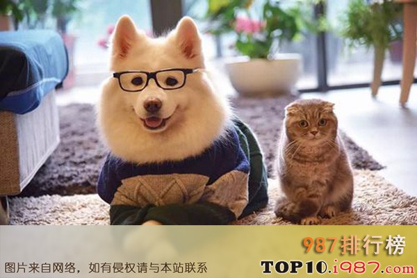 十大最火网红之回忆专用小马甲