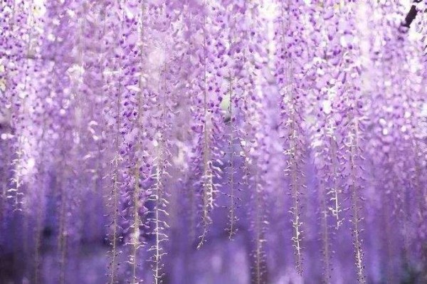 明星的婚礼布置喜欢用什么鲜花？