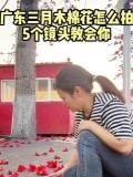阳春三月广州的市花木棉花全城绽放太好看了拍完
