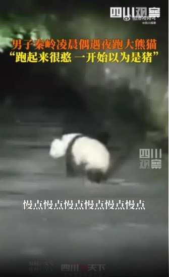 男子凌晨偶遇“夜跑”大熊猫