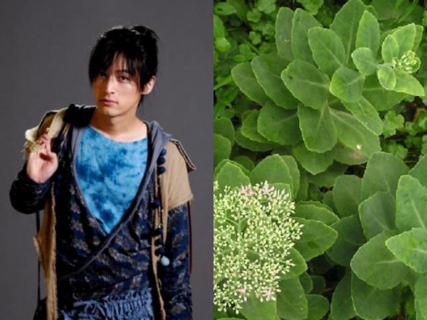 《仙剑奇侠传3》所有主角的名字都是植物，你都知道吗？