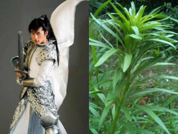 《仙剑奇侠传3》所有主角的名字都是植物，你都知道吗？