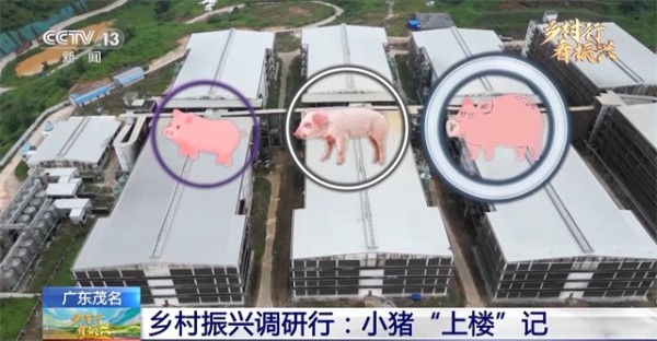 【央视新闻客户端】小猪住“楼房”你见过吗？这儿的养殖模式挺新奇