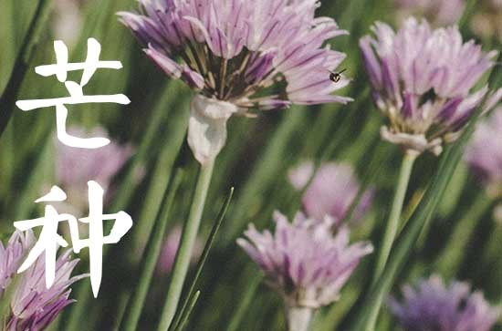 2024年芒种是什么季节 芒种养生食谱