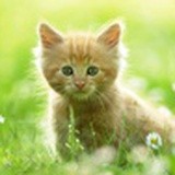 猫咪人生