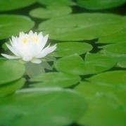 @何处闲春剪烟枝 的个人主页