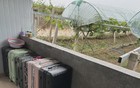 西北大旱第二十天，停水的农田决定放弃挣扎