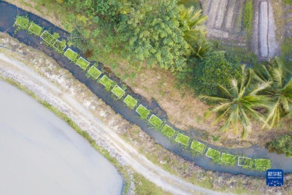 在海南省文昌市东阁镇拍摄的建有“生态浮岛”的文教河支流（无人机照片）