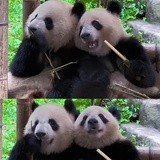 紫米肉包