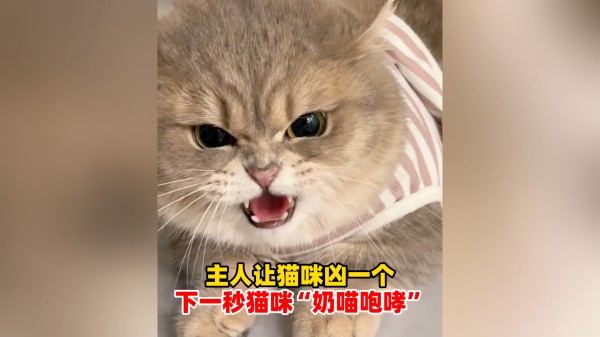王毅：头发染得再黄鼻子修得再尖也变不了欧美人