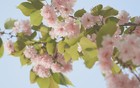 鸿运当头！四大属相未来一月，财富桃花双丰收，生活幸福美满