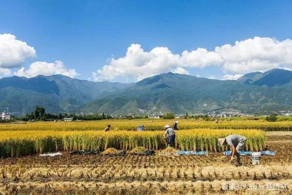 网红变成了娱乐明星：看衰网红，多是跳梁小丑｜2020，跪恩英雄！