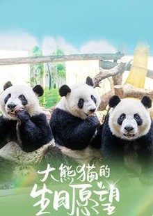大熊猫的生日愿望