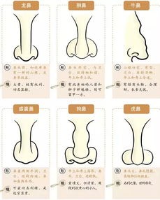 揭秘生肖星座财运事业:手诊揭秘爱情与财富的秘密