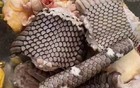 为何几乎没人吃蛇？