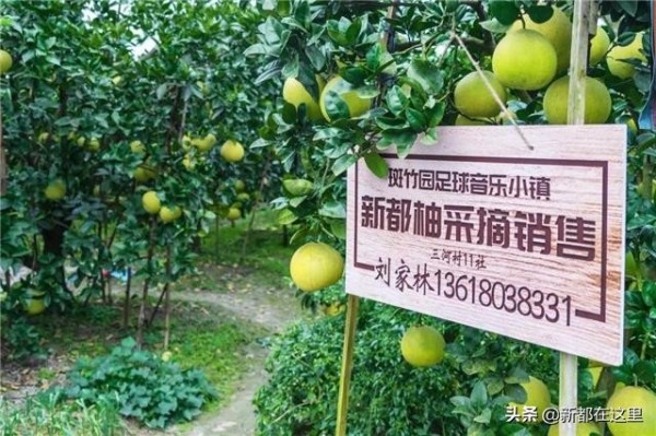 探寻新都乡村生活的“幸福密码”