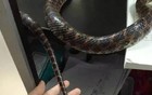 浙江姑娘徒手抓蛇看急诊：这波操作把吃瓜群众看呆了！