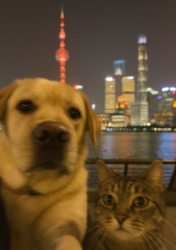 网上很火的AI生成明星合照方法，教你如何P自己和明星的合照