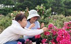 “感谢那个决定在北京环路上种月季的人”