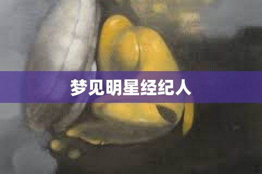 梦见明星经纪人