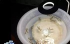 关窗！关窗！珠海已大量出现！！